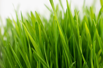 Fototapeta na wymiar Fresh green grass closes up image.