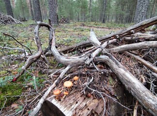 Mushrooms grew in the forest. In a pine forest, among moss, heather and fallen branches, on an old trunk of a fallen tree, mushrooms with dark brown caps and brown thin legs grew in a bunch.