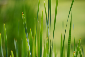 Aquatic plants photographed in a garden pond in spring in Germany