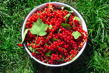 Harvesting berries. Ripe red currants in a metal bowl on a background of green grass. Local farming of organic products.