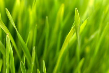 Fresh green grass background macro image. selective focus.