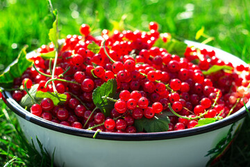 Harvesting berries. Ripe red currants in a metal bowl on a background of green grass. Local farming of organic products.