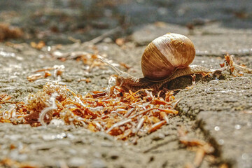 close up of a slug in its shell