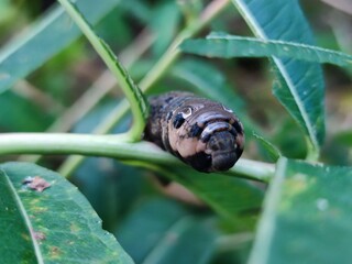 Brown caterpillar is not a branch of a plant. A large brown-black caterpillar with white spots crawls along a thin green fireweed branch in search of fresh leaves for food.