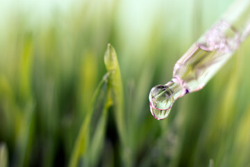 Dripping essential oil from pipette with grass green background macro image.Eco, natural cosmetics concept, selective focus ,close up image