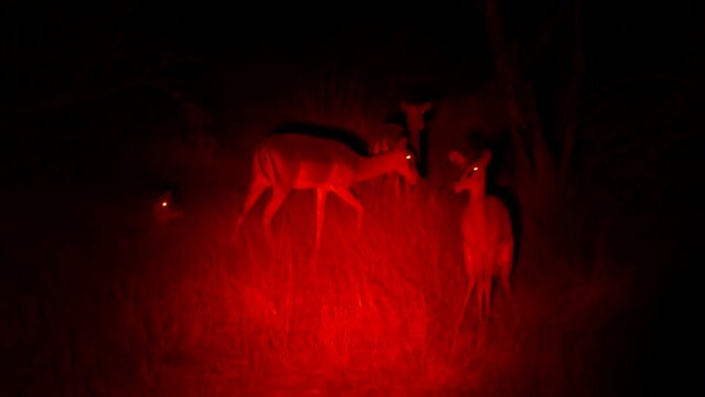 Night safari in Etosha, Namibia. Spotted Springboks with red light at night. Night Game drive in Etosha. Wild night safari in Africa. Wildlife night watching in open vehicle.