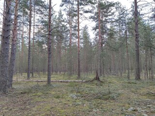 Obraz premium Coniferous forest on a summer day. Pine trees of different ages and sizes grow, they have brown trunks and a branched crown with green needles. Below grows light green lichen, heather, cranberries.