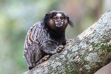 Little monkey marmoset. The smallest primate. Humanoid ape. Funny, fluffy, cute monkey.