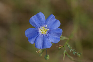 Flax, also known as common flax or linseed, is a flowering plant (Linum usitatissimum), in the...