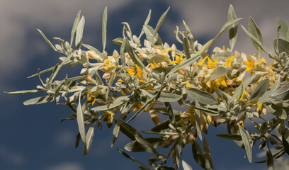 Elaeagnus commutata, the silverberry or wolf-willow, is a species of Elaeagnus. Spring flowering of the bush. Yellow flowers on the plant.