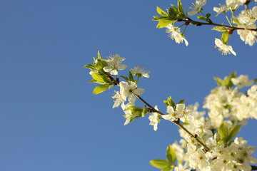spring flowering of the pear tree, apple tree. a branch with flowers in close up on a blue sky background