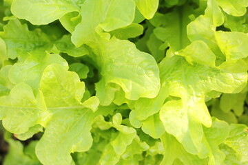 Background of green lettuce leaves. Green leaves close-up. Lettuce grows in the garden