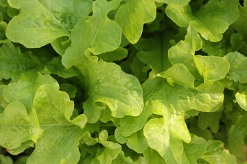 Background of green lettuce leaves. Green leaves close-up. Lettuce grows in the garden