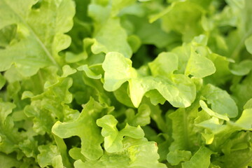 Background of green lettuce leaves. Green leaves close-up. Lettuce grows in the garden