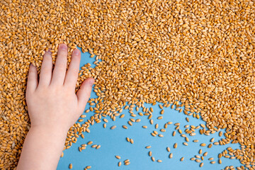 Wheat plant background. Nature farming. Natural background. Farmer field.Wheat crisis.Record prices and high prices for bakery.