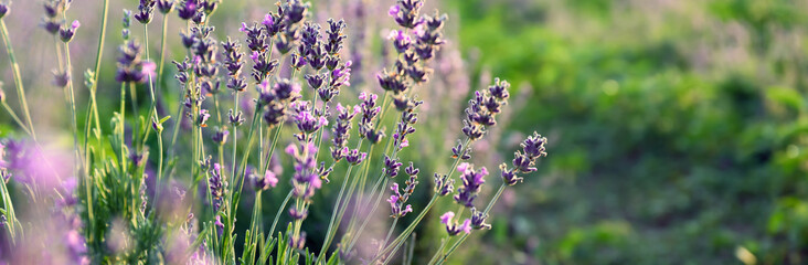 Obraz premium Beautiful blooming lavender in field on summer day