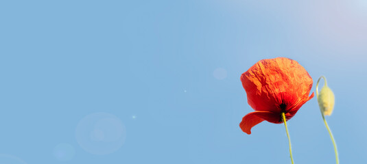 Banner blooming red poppy and bud against the blue sky.