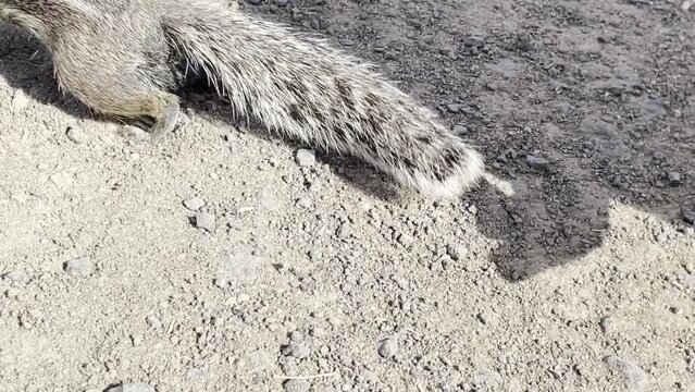 Altlash&ouml;rnchen an der K&uuml;ste von Fuerteventura.