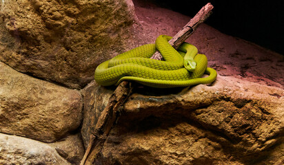 The eastern green mamba (Dendroaspis angusticeps) - obrazy, fototapety, plakaty
