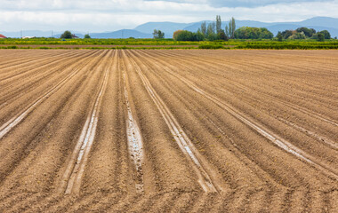 Fototapeta premium Agriculture field. Rows of plough land with planted potatoes in spring in Canada