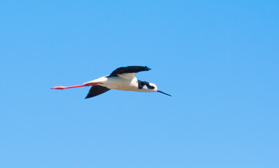 Black necked Stilt, Himantopus melanurus, La Pampa Argentina