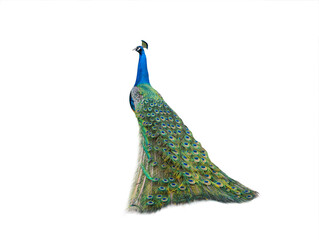 peacock isolated on a white