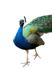 Obraz premium singing peacock isolated on a white