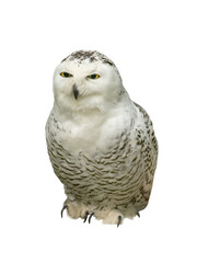 snowy owl (Nyctea scandiaca) isolated on a white