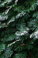 Monstera thickets in the forest background