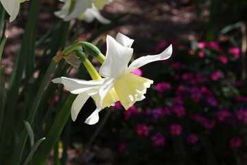 Obraz premium lily of the valley