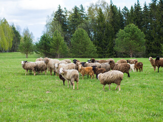Obraz premium A group of black and white sheep graze on a green meadow, livestock and farming concept