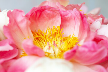 Head of a pink blossoming peony close-up