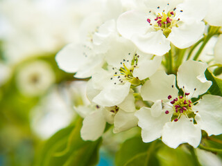 Beautiful pear flowers on a blurred calm background. pear blossom copy space