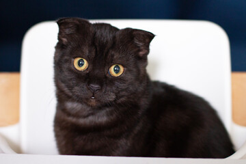 A young black cat with yellow eyes sits on a white chair, looks at the camera