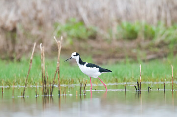 Black necked Stilt, La Pampa Province,  Patagonia, Argentina