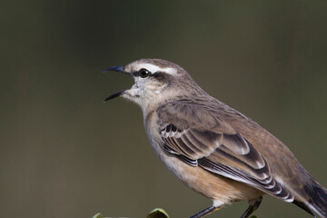White banded Mockingbird,Mimus triurus, Calden Forest, La Pampa , Argentina