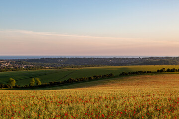 Evening light over a poppy field in the South Downs, with the Sussex coast behind