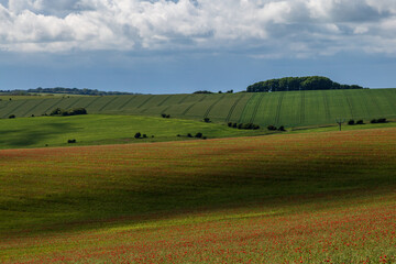 Fototapeta na wymiar Looking out over the South Downs, with poppies growing in farmland