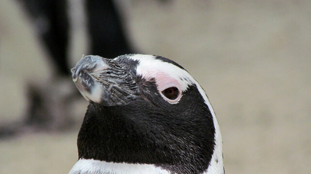 penguin on the beach