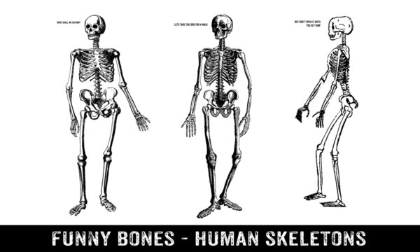 Vector Illustration Sketch of Human Skeletons on White Background