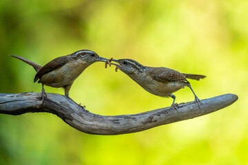 Carolina Wren Feeding Young