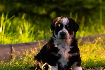 A little puppy outdoors in the countryside