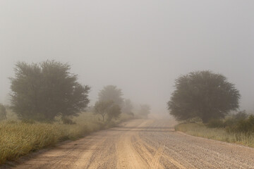 Open dirt road in the mist in the Kgalagadi, South Africa