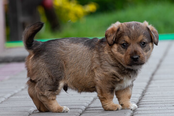 A little puppy outdoors in the countryside