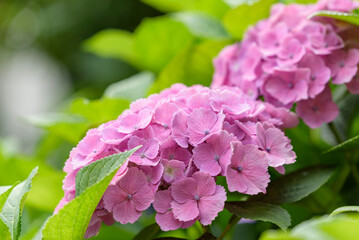 Pale pink hydrangea flower, Closeup