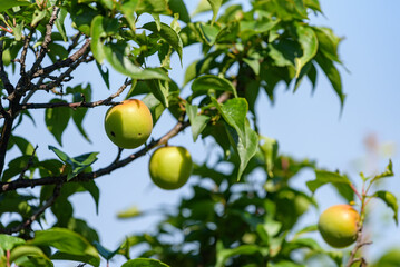 Japanese apricot fruit, Young fruits of Ume, on the tree