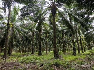 Company-owned oil palm plantation in South Kalimantan