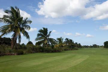 Beautiful landscape in a golf course with palm trees and a blue sky with clouds on a sunny day