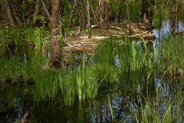 River in a forest park. Beaver dam. Tree logs, teeth marks. Concept landscape. Spring, early...