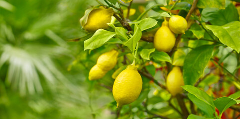 Beautiful lemon tree with ripe fruit.